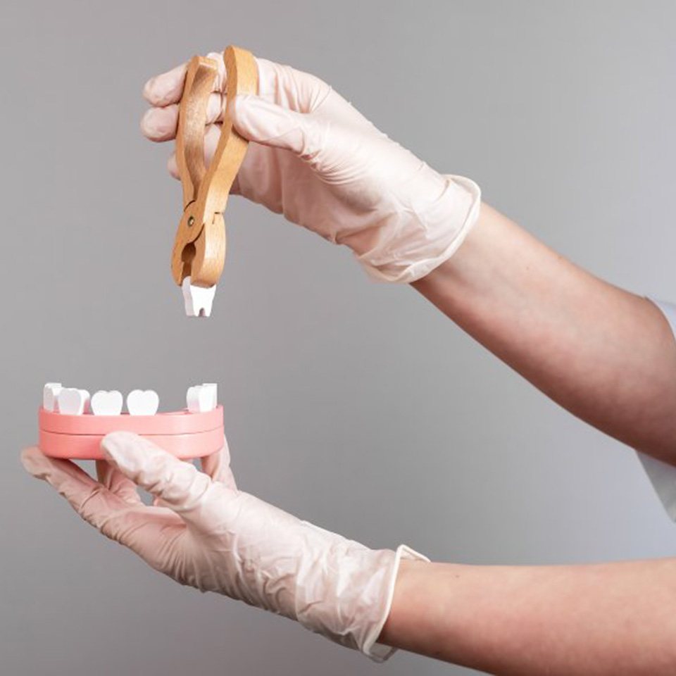 Dentist removing wisdom tooth from a model set of teeth